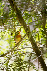 Ein Sonnenvogel (Leiothrix lutea) sitzt im Gebüsch im Hawaii Volcanoes Nationalpark auf Big Island, Hawaii, USA.