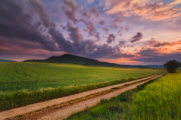 Fototapeta premium Green cereal field in Alava
