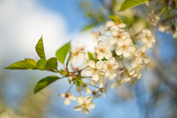 Fototapeta premium Cherry tree flowers blossom in sunlight closeup. Macro photo