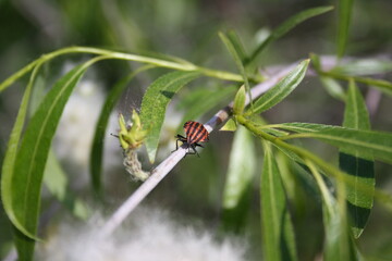 Insect striped on the brunch
