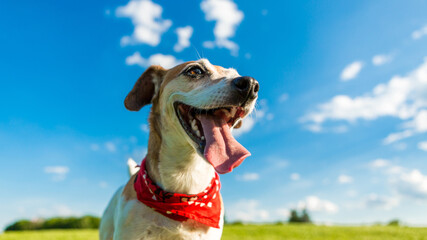 Dog face happy smile. Summer time mood weekend walking. Active satisfied pet.  open mouth tongue