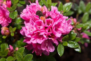 Mini Rhododendron Blüte