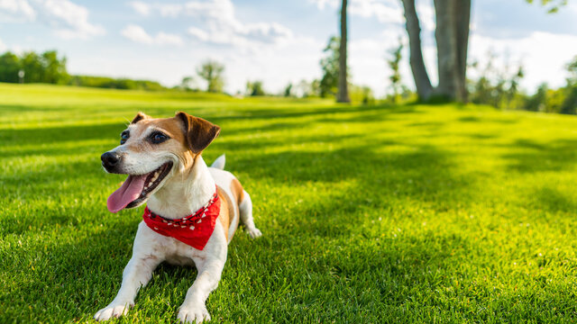 Pet active summer time. Lying on green grass small dog Jack Russell terrier. 