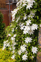 White clematis flowers in a garden.