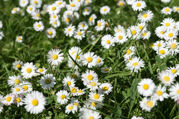 Gänseblümchen auf der Wiese