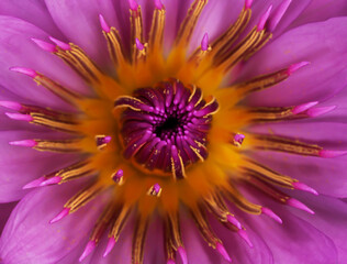 Macro pink lotus flower