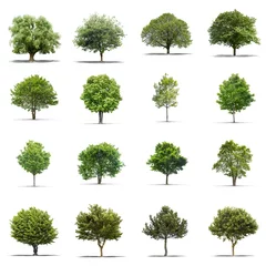 Poster Im Rahmen High definition collection Tree isolated on a white background © Production Perig
