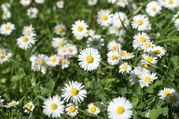 Fototapeta premium Gänseblümchen auf der Wiese