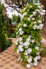 White clematis flowers in a garden.