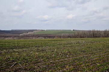 Fototapeta premium Green field of wheat on spring