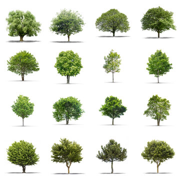 Fototapeta High definition collection Tree isolated on a white background