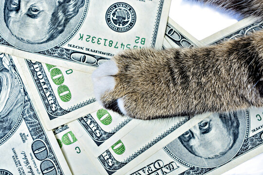 Gray Cat And Money 