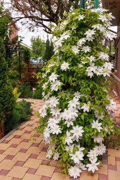 White Clematis Flowers In A Garden.