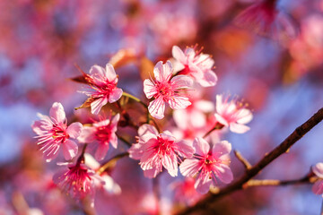 Wild Himalayan Cherry