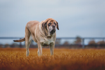 Large Mastiff In Field