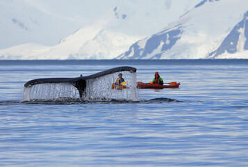 Humpback whale tail with ship, boat, showing on the dive, Antarctic Peninsula © reisegraf