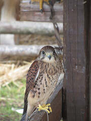 Kestrel ( Falco tinnunculus ) perched on a fence post