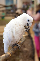 A white parrot on a branch eats feed © Yevhen