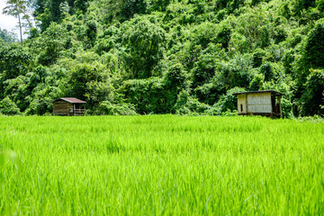 Green rice field in Mae Jam district (Chiang Mai, Thailand)