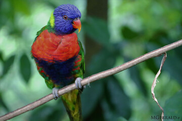 rainbow lorikeet 