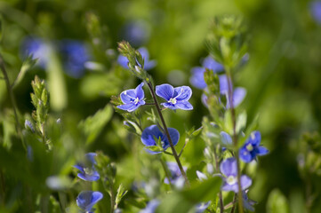 Veronica chamaedrys (germander speedwell, bird's-eye speedwell)
