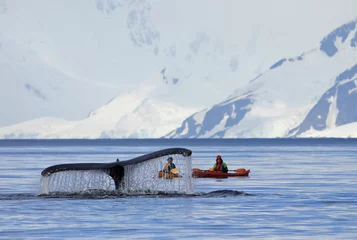 Foto op Canvas Humpback whale tail with ship, boat, showing on the dive, Antarctic Peninsula © reisegraf
