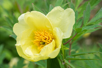 Paeonia lutea Tria