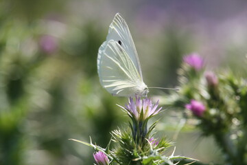 Pieris brassicae 