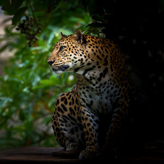 Fototapeta na wymiar The nature of leopard.