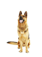 German shepherd isolated on a white background