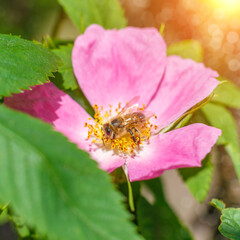 Bee in the flower hips.