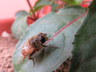 Helophilus