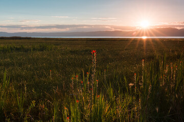 Sunrise at Bear Lake, with the sun lighting up foreground flowers 