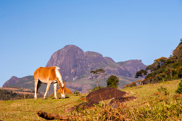 Horse and rocky mountains in Brazil © tacio philip