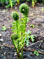 Matteuccia struthiopteris (common names ostrich fern, fiddlehead fern or shuttlecock fern) © Tetiana