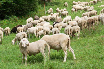 Gregge di pecore al pascolo