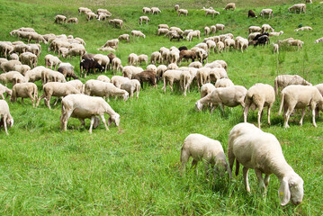 Obraz na płótnie Canvas Gregge di pecore al pascolo