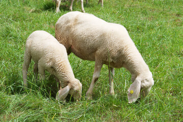 Gregge di pecore al pascolo