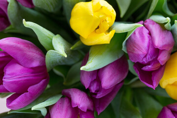Purple and yellow tulip bouquet. More tulip on the grey background.