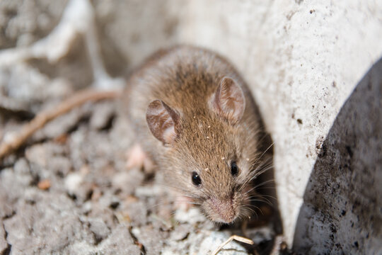 wild mouse. the mouse runs on a grass. gray mouse.