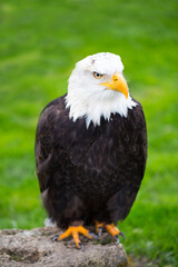 Portrait of a bald eagle on grass.