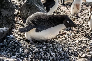 Rolgordijnen Пингвин © polyarnik