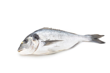 Fresh bream sea isolated on white background.