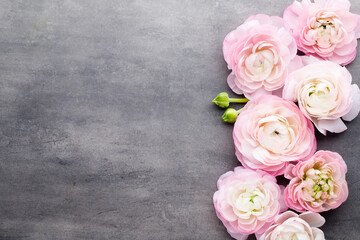 Pink beautiful ranunculus on gray background.