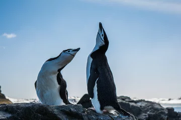 Wandaufkleber Пингвины © polyarnik