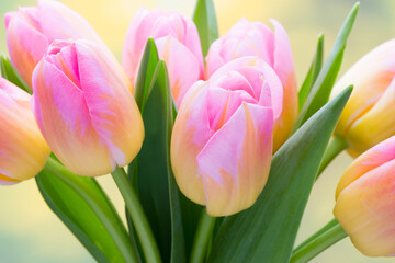 Spring flowers. Tulip bouquet on the bokeh background.