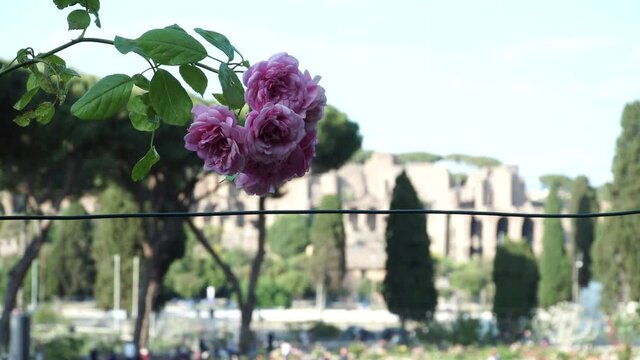 The municipal Rose Garden is a public garden