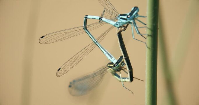 Libellules 4K reproduction