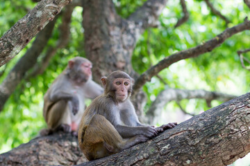 Monkey rhesus monkey sits on a tree under the supervision of an adult female