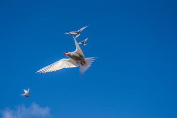 Крачка в полёте.